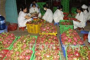 Thanh long trái vụ tăng giá