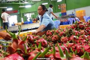 Xoài, chuối, thanh long… được ưa chuộng tại Nhật