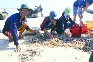 Quảng Trị: Biển đã hồi sinh