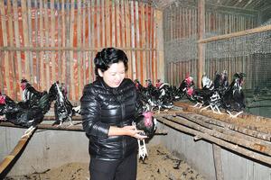 Nữ tỷ phú nuôi chim, gà quý hiếm