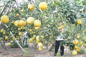 Trồng chơi - thu thật từ bưởi diễn