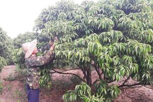 Nông dân lao đao vì trời ấm