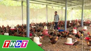 Nông dân Mỹ Phước Tây làm giàu từ nuôi gà chạy bộ | Nông dân khởi nghiệp - 23/11/2025 | THDT