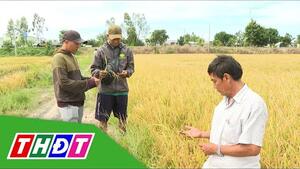 HTX Phú Bình (Tam Nông) - Nông dân chuyển mình theo Đề án 1 triệu ha | THDT