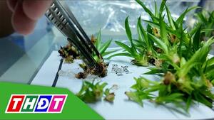 Khát vọng xanh hóa đồng bằng từ phòng thí nghiệm | THDT