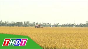 Quy định giá lúa thu thuế sử dụng đất nông nghiệp năm 2026 | THDT