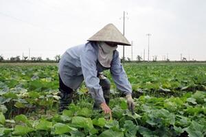 Sáng tạo cách trồng dưa chuột bò đất
