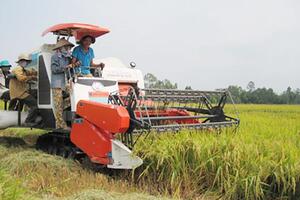 Philippines gia hạn nhập khẩu gạo Việt: Mừng nhiều, lo cũng... không ít