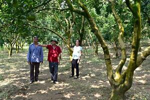 Bưởi Phúc Ninh từ ăn chơi đến... làm thật