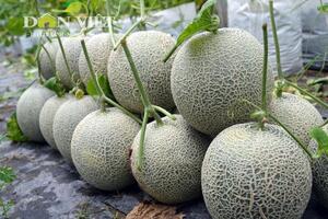 Vườn dưa lưới công nghệ Israel thu hàng trăm triệu dịp Tết