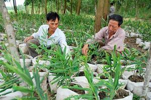 "Bí kíp" trồng gừng trong bao của nông dân thành phố Huế