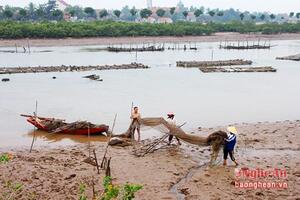 Nhộn nhịp mùa thu hoạch 'thần dược' cho quý ông