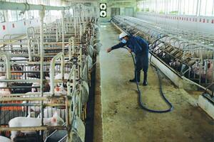Giải pháp nào cho chăn nuôi bền vững?