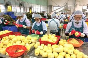 Công ty cổ phần thực phẩm xuất khẩu Đồng Giao: Nâng cao hiệu quả sản xuất, kinh doanh