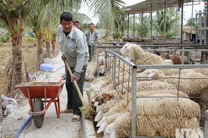 Anh nông dân trẻ với mô hình “2C”