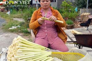 Giòn ngon dưa bồn bồn đặc sản Đất Mũi