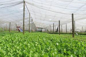 8 nông sản giúp nông dân thu tiền tỷ mỗi năm
