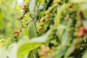 Nhật Bản, thị trường tiêu quan trọng của cả khu vực Đông Nam Á