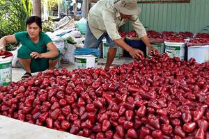 Tuyển quả mận đẹp xuất sang Trung Quốc với giá “khủng”