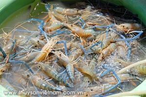 Đồng Tháp: Hiệu quả nuôi tôm càng xanh toàn đực xen canh lúa