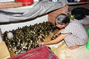 Cuộc sống ổn định và giàu lên từ nuôi vịt trời 