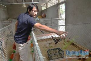Kĩ sư 9x thu hàng trăm triệu mỗi năm nhờ nuôi gà Đông Tảo