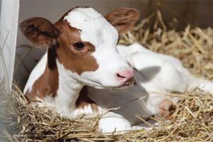 Những công nghệ trong sản xuất giống