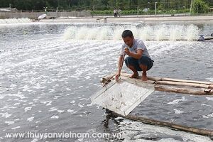 Diện tích nuôi tôm nước lợ ước đạt 448 nghìn ha