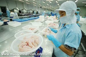 Triển vọng sản xuất cá tra năm 2017