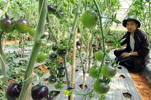 Trồng rau nhà kính - đầu tư 1, thu lợi 10