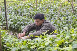 Những nông dân xứ Mường Hòa Bình 'ăn nên làm ra' từ cây dổi