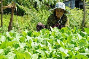 “Kỳ tích” trồng màu trên vùng biển mặn