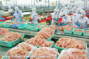 Cá tra tăng giá trong bộn bề khó khăn