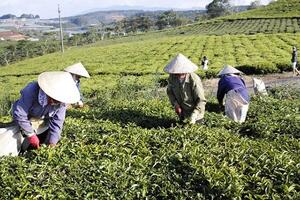 Địa chỉ “xanh” du lịch và trải nghiệm nông sản sạch ở Lâm Đồng