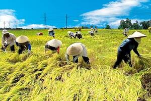 Những dịch bệnh hại cần chú ý trong tuần (từ 13 - 19/3) 