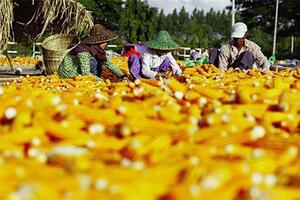 Ngành thức ăn chăn nuôi Myanmar: Dư địa còn rất lớn