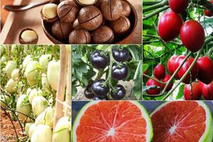 5 siêu quả đắt đỏ trồng thành công trên đất Việt
