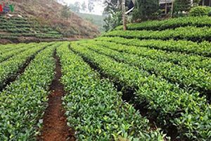 Chè sạch Yên Bái mang lại lợi ích kép