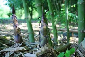 Trồng cây tiền tỷ: Cây leo đồi “đẻ” trăm triệu mỗi năm