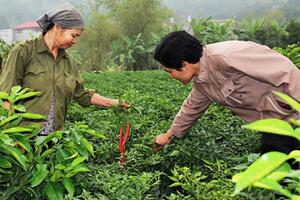 Bắc Ninh: Trồng ớt chỉ thiên lãi đến 8 triệu đồng/sào