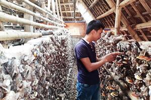 Chàng trai 8X trở thành triệu phú nhờ trồng nấm linh chi đỏ