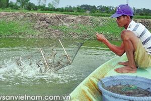 Lựa chọn nuôi TTCT quảng canh cải tiến?