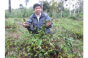Trồng cây tiền tỷ: "Gieo" cây biệt dược phòng the trên vùng đất mỏ