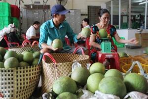 Bưởi da xanh giá cao, đối tác Trung Quốc vẫn "ăn hàng" mạnh