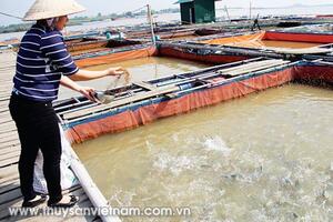 Kỹ thuật nuôi cá lồng bè trên sông
