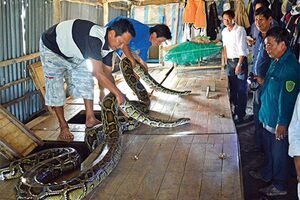 Chăn nuôi kiểu lạ đời: Bắt mạch, nấu thuốc nam cho trăn