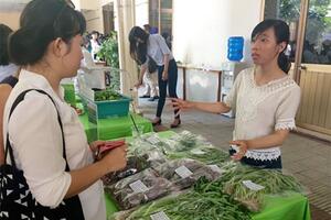 Cử nhân, giảng viên rẽ nghề trồng... rau xanh, nấm sạch