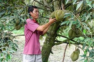 Giải pháp thích ứng hạn, mặn cho cây ăn quả