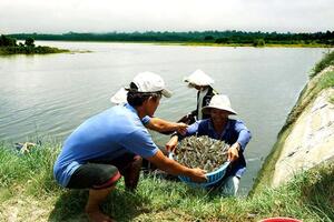 Tôm sú, tôm thẻ cùng tăng giá mạnh, nông dân tiếc hùi hụi