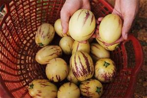 Cơn sốt dưa Pepino đem về cho chàng trai trẻ 20 triệu đồng/tháng